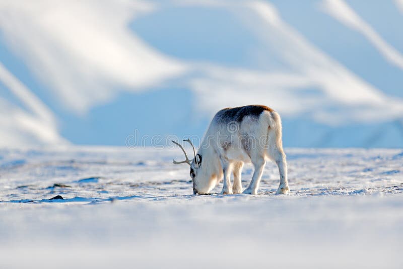 Renna selvaggia, tarandus del Rangifer, con i corni massicci in neve, le Svalbard, Norvegia Cervi delle Svalbard sulla montagna r fotografie stock libere da diritti Renna selvaggia, tarandus del Rangifer, con i corni massicci in neve, le Svalbard, Norvegia Cervi delle Svalbard sulla montagna r fotografie stock libere da diritti