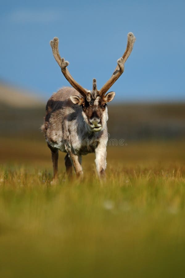 Renna, tarandus del Rangifer, con i corni massicci nell'erba verde, cielo blu, le Svalbard, Norvegia immagine stock libera da diritti Renna, tarandus del Rangifer, con i corni massicci nell'erba verde, cielo blu, le Svalbard, Norvegia immagine stock libera da diritti