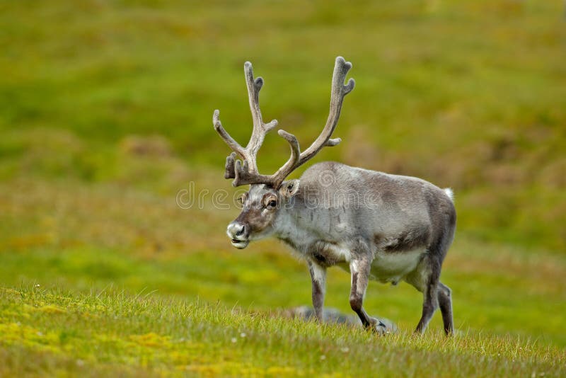 Renna, tarandus del Rangifer, con i corni massicci nell'erba verde, le Svalbard, Norvegia immagini stock Renna, tarandus del Rangifer, con i corni massicci nell'erba verde, le Svalbard, Norvegia immagini stock