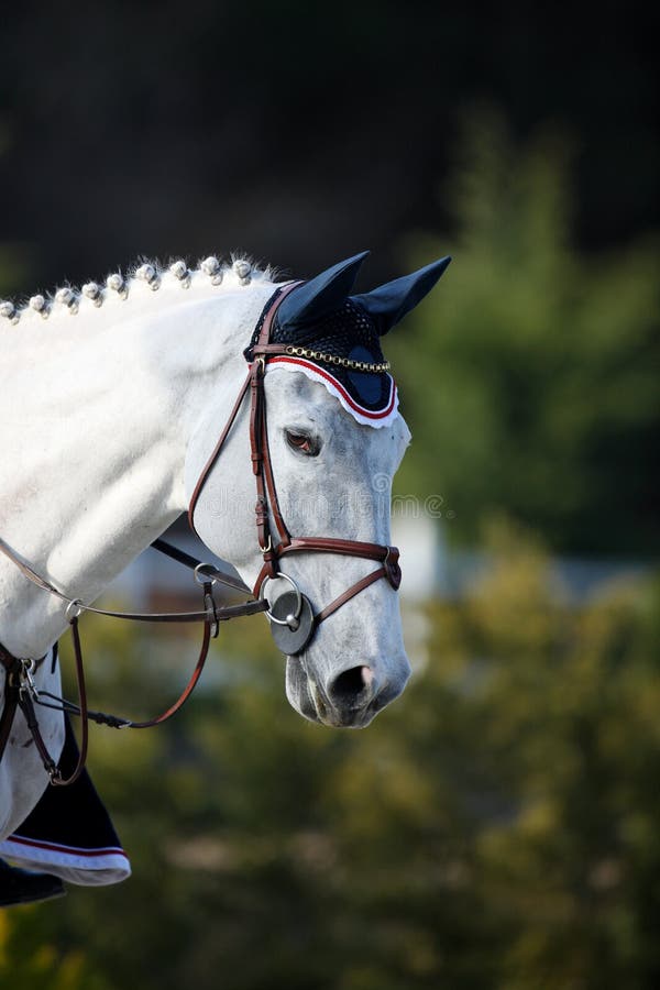 Rennenpferd stockbild. Bild von pferd, garten, reiten
