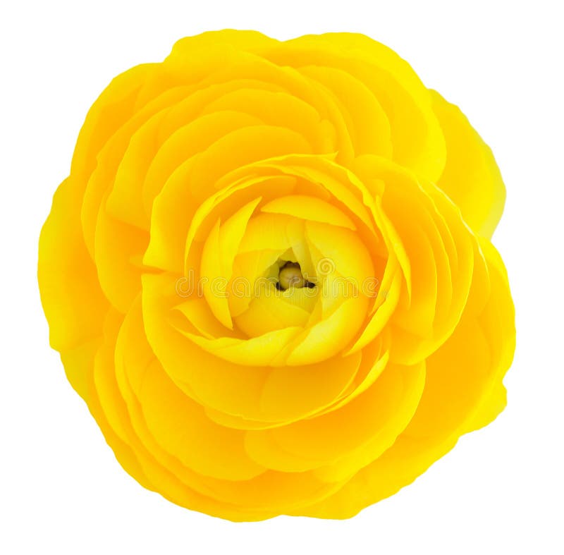 Renoncule jaune photo stock. Image du éternel, fleur - 44207586