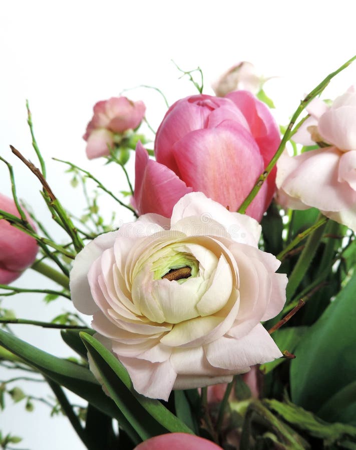Renoncule, Ranunculus Ou Pivoine Rose Photo stock - Image du renoncule,  pourpré: 67952488