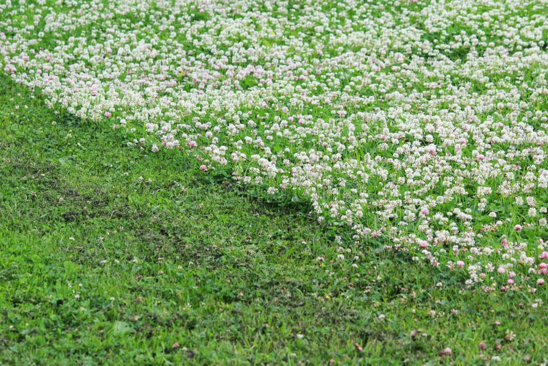 Клевер трава фото газон Repens Trifolium и Pratense Trifolium С клевером перерастанная на газон Газоноко