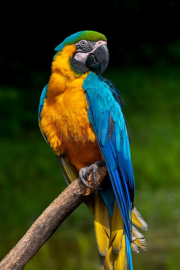 Repita mecanicamente a arara severa do pássaro que senta-se no ramo fotografia de stock Repita mecanicamente a arara severa do pássaro que senta-se no ramo fotografia de stock