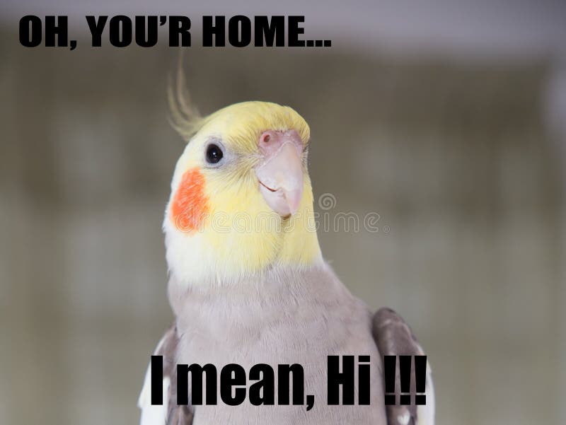 Meme Engraçado Do Papagaio, Você Quer Olhar a Tevê? , Deixe-me