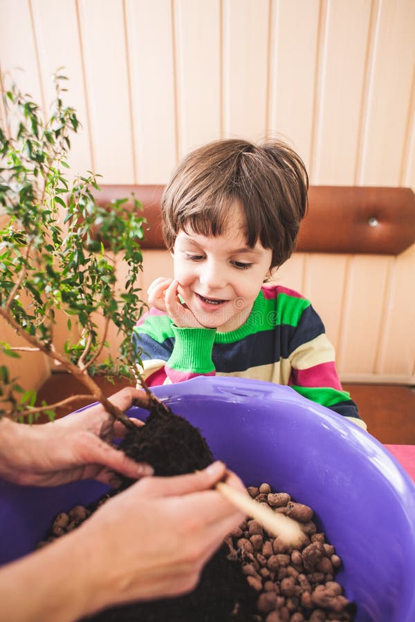 Replanting potted plant stock photo. Image of adult - 134139956