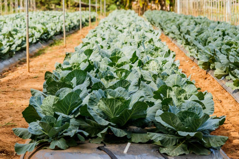 Repolho orgânico Cabeça verde fresca da couve no campo pronto imagem de stock Repolho orgânico Cabeça verde fresca da couve no campo pronto imagem de stock