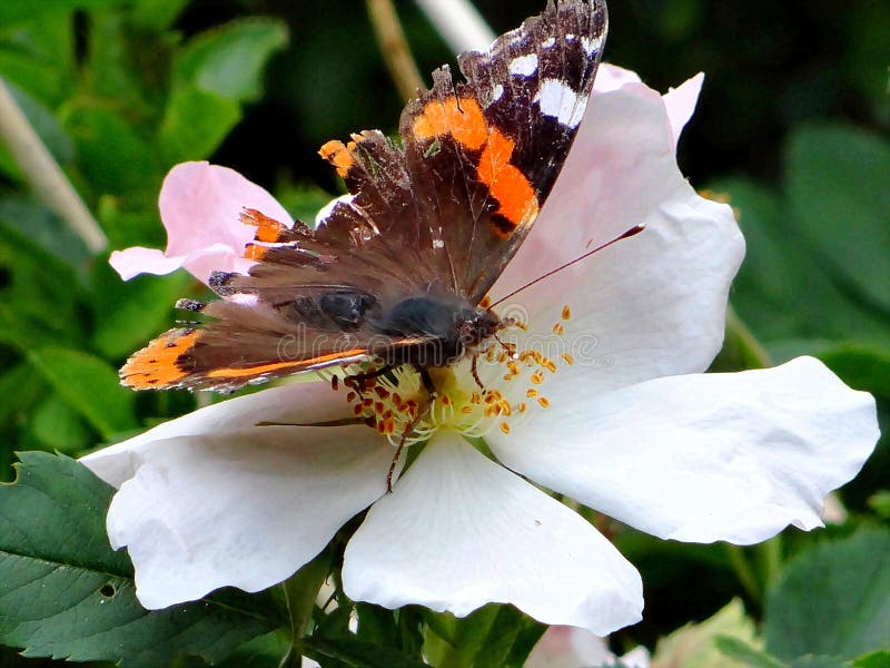 Repos de papillon sur la feuille photos libres de droits Repos de papillon sur la feuille photos libres de droits