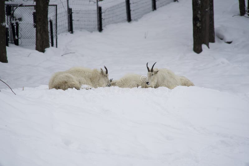 Repos des chèvres de montagne dans une forêt d'hiver photo libre de droits