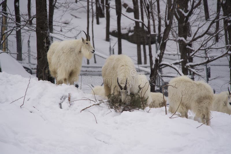 Repos des chèvres de montagne dans une forêt d'hiver photos stock