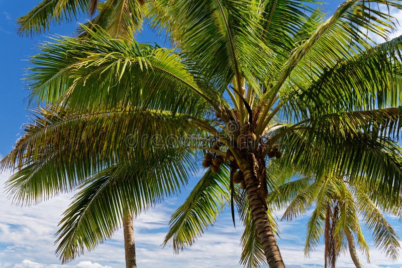 Repos et détente dans ce paradis tropical sous les arbres de ciel bleu et de noix de coco photos libres de droits Repos et détente dans ce paradis tropical sous les arbres de ciel bleu et de noix de coco photos libres de droits