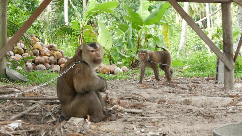 Reposo de los trabajadores de monos de la recolección de cocoteros Utilización del trabajo animal en cautiverio en la cadena Gran