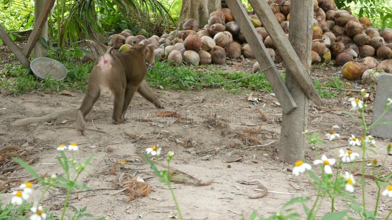 Reposo de los trabajadores de monos de la recolección de cocoteros Utilización del trabajo animal en cautiverio en la cadena Gran