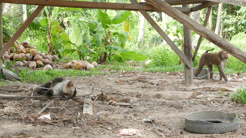 Reposo de los trabajadores de monos de la recolección de cocoteros Utilización del trabajo animal en cautiverio en la cadena Gran