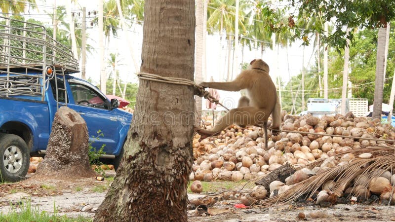 Reposo de los trabajadores de monos de la recolección de cocoteros Utilización del trabajo animal en cautiverio en la cadena Gran