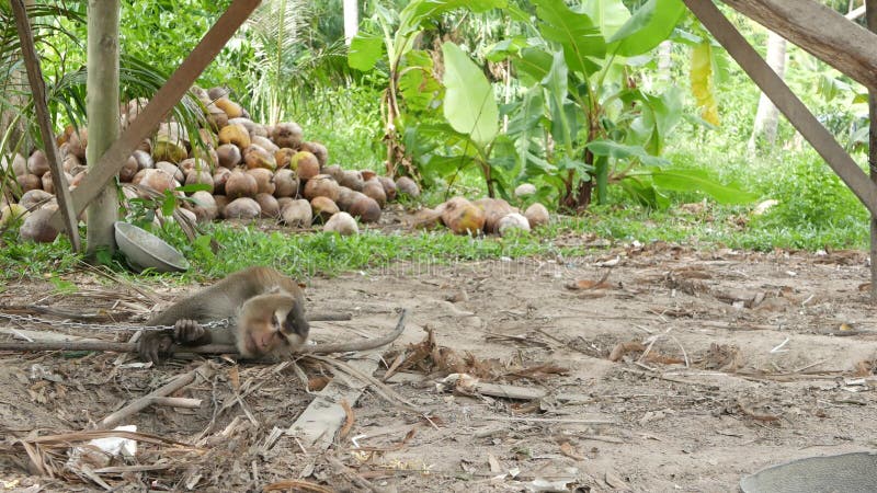 Reposo de los trabajadores de monos de la recolección de cocoteros Utilización del trabajo animal en cautiverio en la cadena Gran