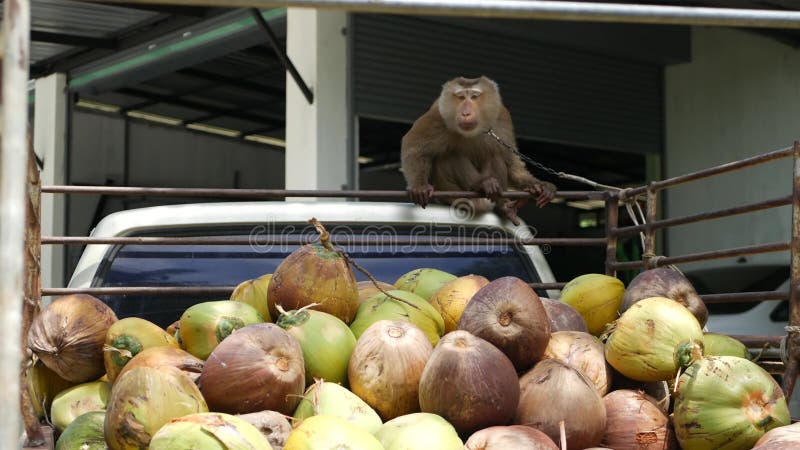 Reposo de los trabajadores de monos de la recolección de cocoteros Utilización del trabajo animal en cautiverio en la cadena Gran