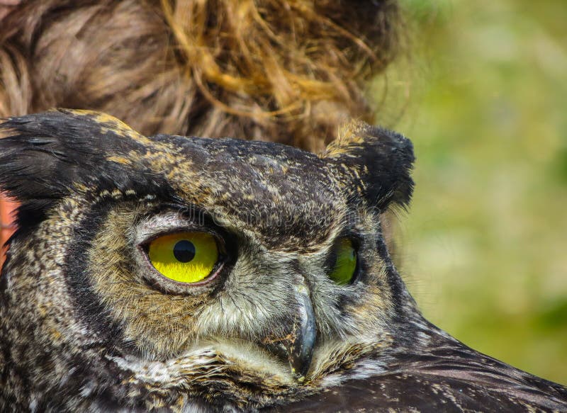 Repr?sentation ? une exposition d'une raboteuse avec un hibou, j en parc national pr?s de Vancouver photo stock Repr?sentation ? une exposition d'une raboteuse avec un hibou, j en parc national pr?s de Vancouver photo stock