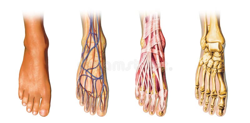 Representación del corte de la anatomía del pie humano.
