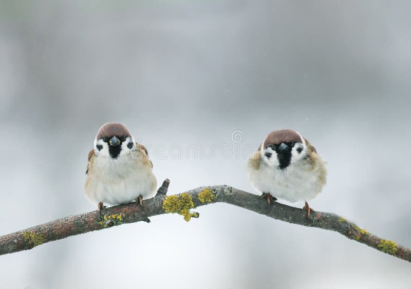 Represente dos pequeños pájaros divertidos de los gorriones en rama en jardín en a foto de archivo Represente dos pequeños pájaros divertidos de los gorriones en rama en jardín en a foto de archivo
