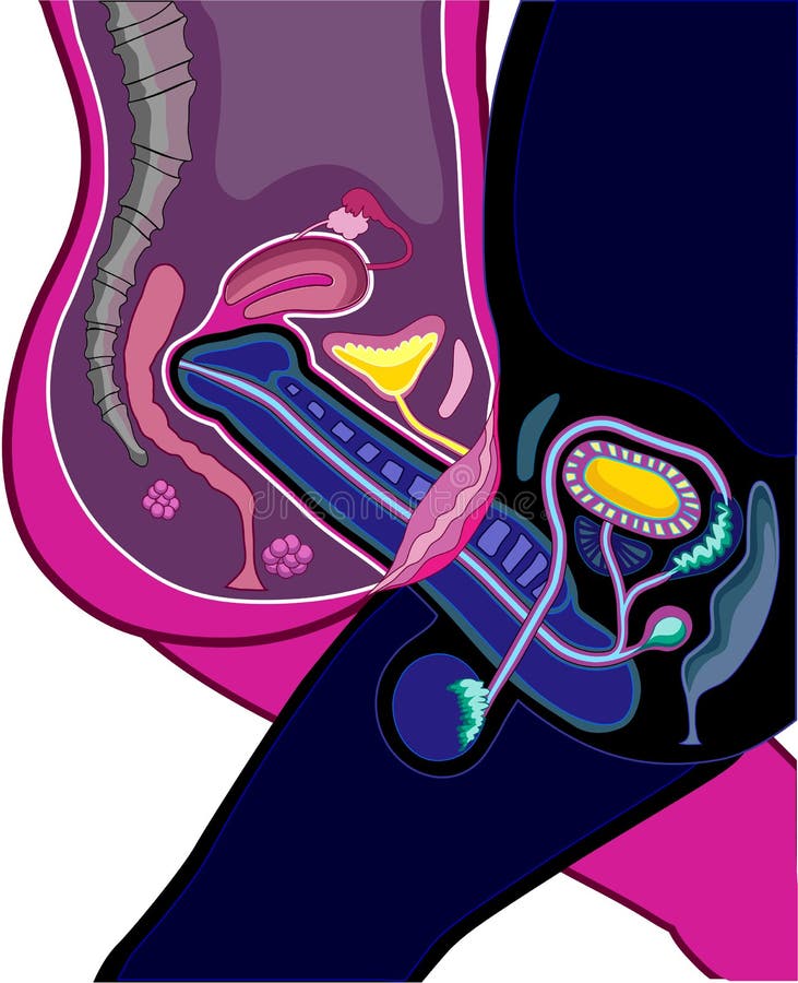 Adult male and female reproductive anatomy and physiology during sexual int...