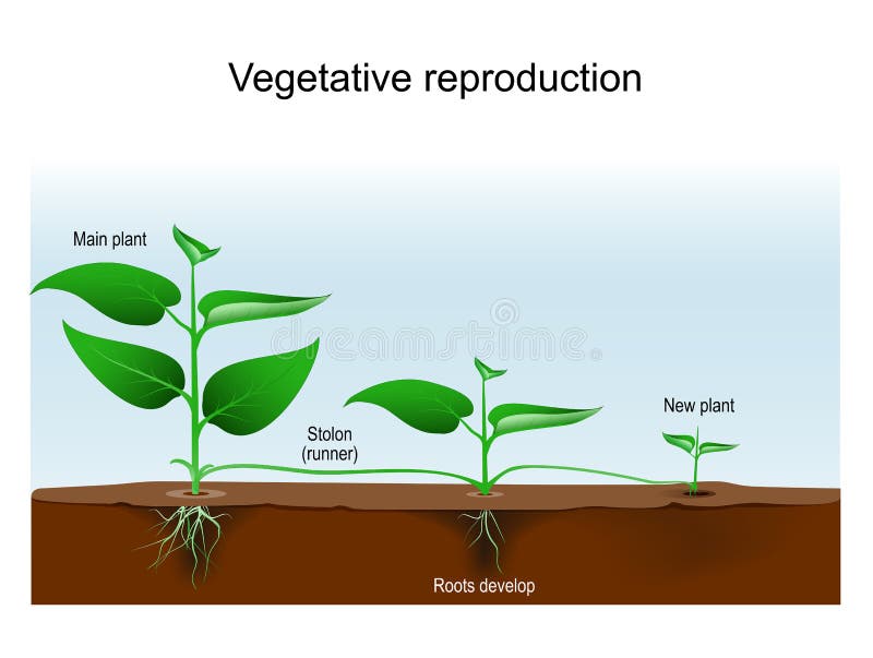 Vegetative reproduction. Plant propagation or vegetative multiplication. cloning of plant. asexual reproduction from Main to new plants with stolon or runner. Vector illustration. Vegetative reproduction. Plant propagation or vegetative multiplication. cloning of plant. asexual reproduction from Main to new plants with stolon or runner. Vector illustration