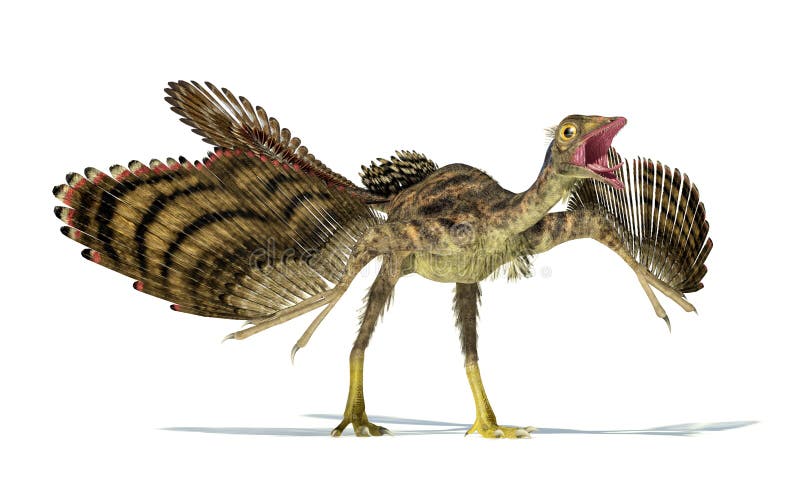 Photorealistic and scientifically correct representation of an Archaeopteryx dinosaur. Dynamic view. On white background, with drop shadow and clipping path included. Photorealistic and scientifically correct representation of an Archaeopteryx dinosaur. Dynamic view. On white background, with drop shadow and clipping path included..