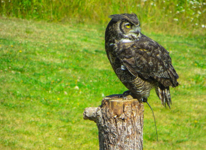 Représentation à une exposition d'une raboteuse avec un hibou, j en parc national près de Vancouver image stock Représentation à une exposition d'une raboteuse avec un hibou, j en parc national près de Vancouver image stock