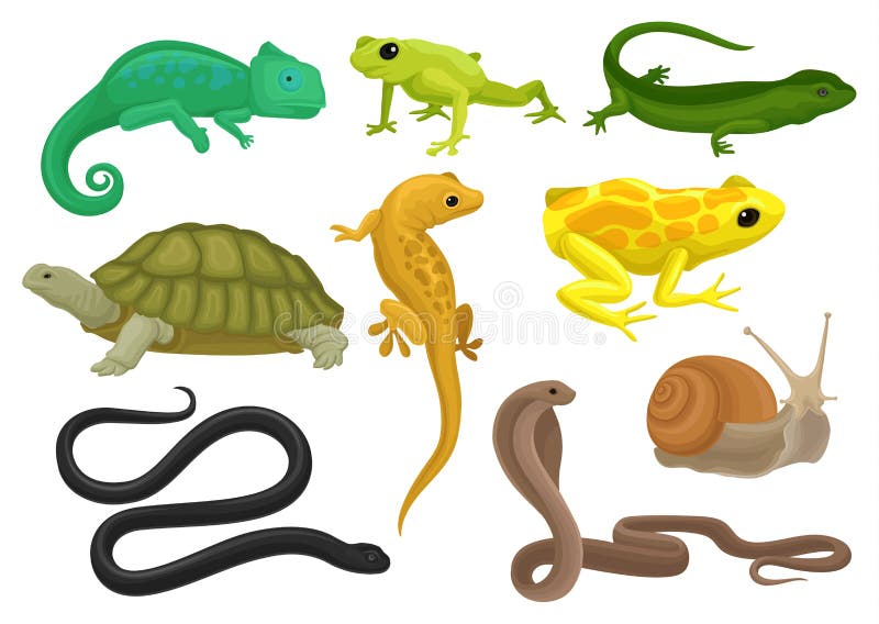 Reptiel en amfibiereeks, kameleon, kikker, schildpad, hagedis, gekko, de vectorillustratie van triton op een witte achtergrond stock illustratie Reptiel en amfibiereeks, kameleon, kikker, schildpad, hagedis, gekko, de vectorillustratie van triton op een witte achtergrond stock illustratie