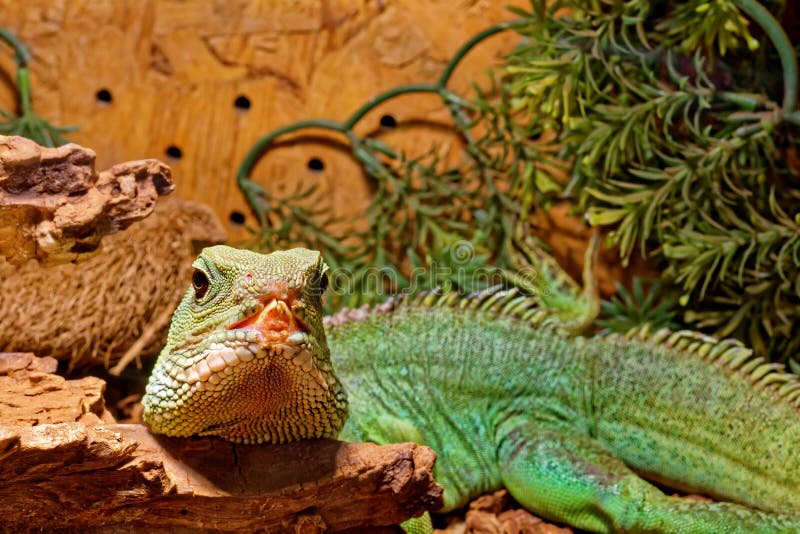 Reptiel in Terrarium Chinese Waterdraak Stock Foto Image of