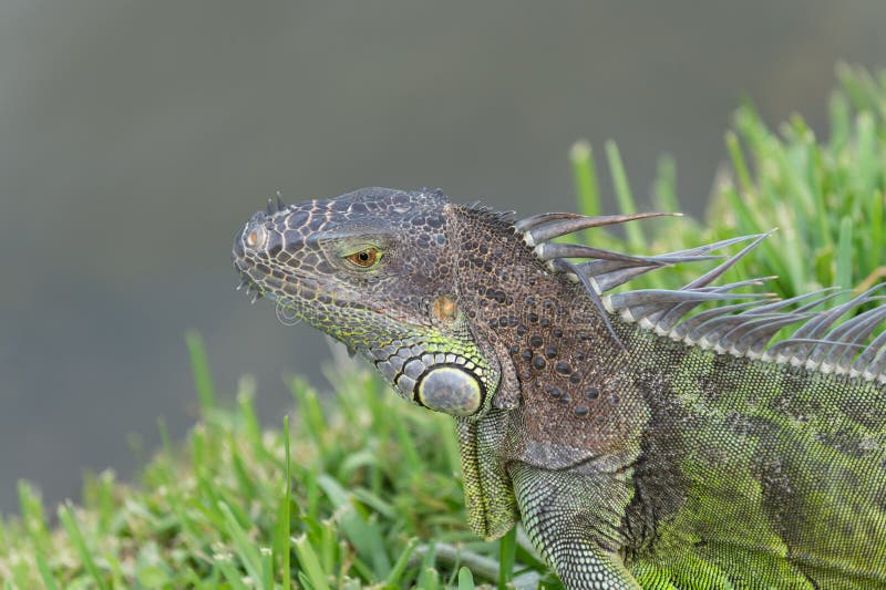 Reptil reptil. lagarto de iguana en la vida silvestre. iguana lizard exterior.