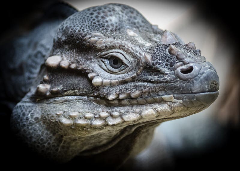 Reptiliendinosaurier lizenzfreies stockfoto