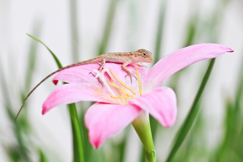 Reptile on flower stock image. Image of floral, garden 26139275