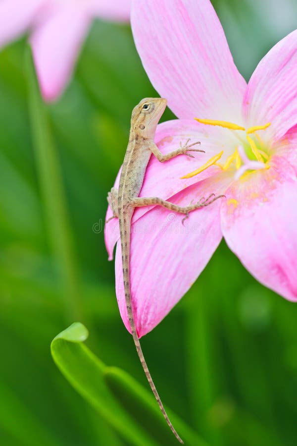 Reptile on flower stock image. Image of flower, blooming 26139411