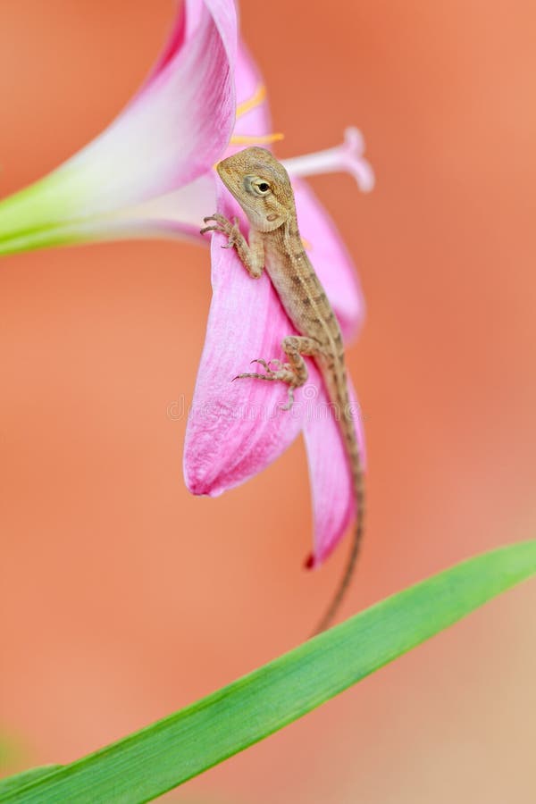 Reptile on flower stock image. Image of floral, closeup 26139477