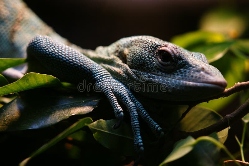 Reptile in San Diego Zoo editorial stock photo. Image of body 8445733