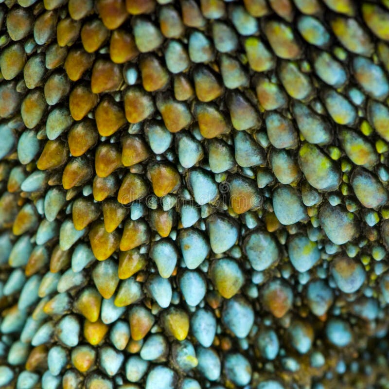 Reptile skin stock photo. Image of primitive, textured 3685938