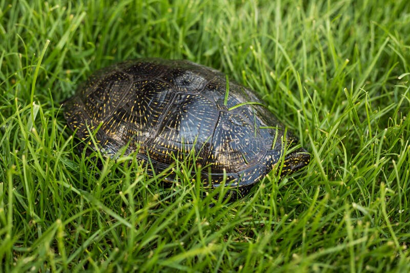 Reptile Turtle in the Grass. Stock Image Image of large, beauty