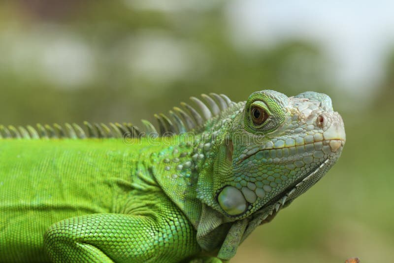 Close up of Iguana stock image. Image of fierce, look - 192049091