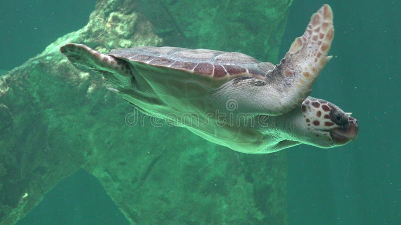 Reptiles And Sea Turtles