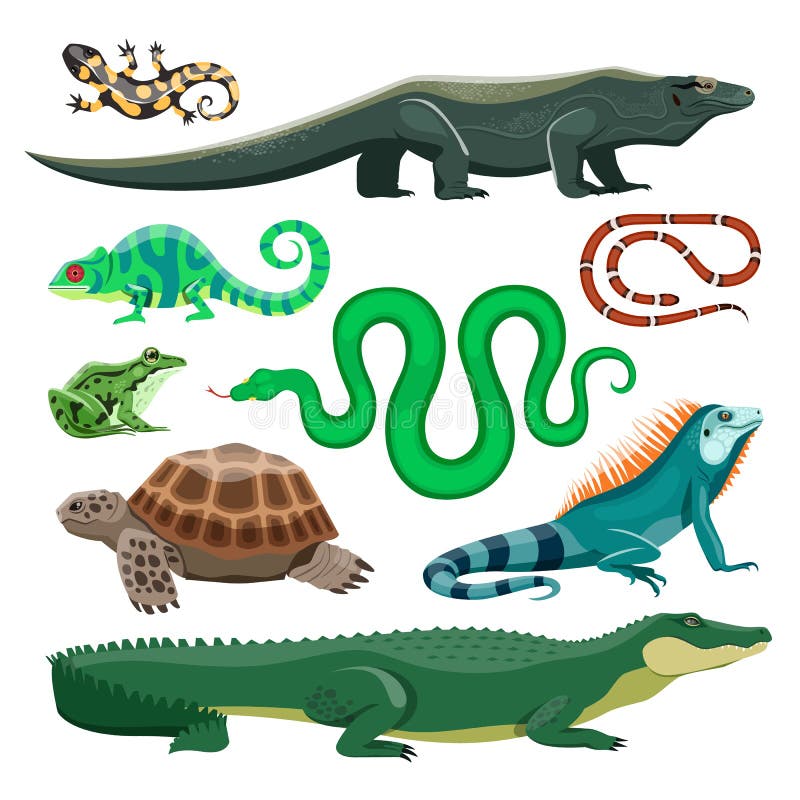 puente Tentáculo túnel Reptiles Y Anfibios. Lagarto Cocodrilo Tortuga Serpiente Iguana Salamandra  Rana Camaleón. Reptil Mascota Terrario Ilustración del Vector - Ilustración  de conjunto, serpiente: 219430852