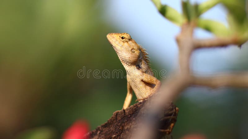9 217 Reptilia Photos Free Royalty Free Stock Photos From Dreamstime