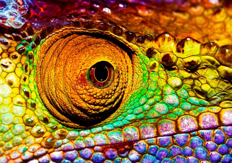 Reptilian oog