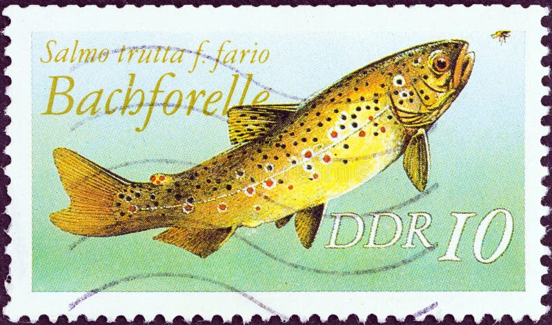 REPUBBLICA DEMOCRATICA TEDESCA - CIRCA 1987: Un francobollo stampato in Germania mostra una trota marrone Salmo trutta, circa 198