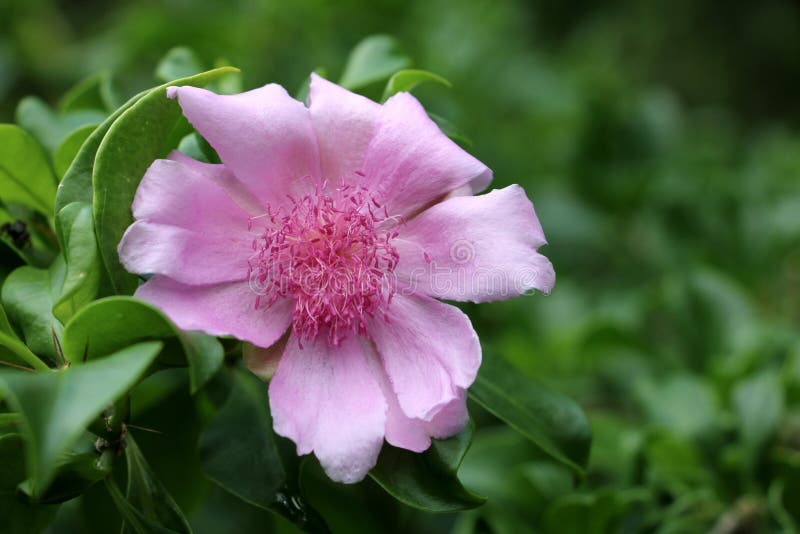 The Dominican National Congress recently approved the bill that named the beautifully exotic â€œBayahibe Roseâ€ as the countryâ€™s national flower. The flower, endemic to the Bayahibe resort community â€“ on the countryâ€™s eastern region â€“ will now appear on the countryâ€™s paper currency and will receive much-deserved special attention and consideration. The dark-pink â€œPereskia Quisqueyana,â€ the scientific name of the exotic flower, is native to the Bayahibe region, situated some 15 minutes east of La Romana, one of the Caribbeanâ€™s most important tourism destinations. Currently on the endangered species list, the Bayahibe community has rallied around the beautiful flower and is taking action to multiply it as much as possible. The Pereskya gender is a flowered cacti and the â€œQuisqueyaâ€ species is known for its beautiful flowers. In total, there are seventeen species of this kind, including five that are native to the Dominican Republic. Two, specifically, are endemic to the region. This particular species grows in humid or semi-wet tropical surroundings. The Dominican National Congress recently approved the bill that named the beautifully exotic â€œBayahibe Roseâ€ as the countryâ€™s national flower. The flower, endemic to the Bayahibe resort community â€“ on the countryâ€™s eastern region â€“ will now appear on the countryâ€™s paper currency and will receive much-deserved special attention and consideration. The dark-pink â€œPereskia Quisqueyana,â€ the scientific name of the exotic flower, is native to the Bayahibe region, situated some 15 minutes east of La Romana, one of the Caribbeanâ€™s most important tourism destinations. Currently on the endangered species list, the Bayahibe community has rallied around the beautiful flower and is taking action to multiply it as much as possible. The Pereskya gender is a flowered cacti and the â€œQuisqueyaâ€ species is known for its beautiful flowers. In total, there are seventeen species of this kind, including five that are native to the Dominican Republic. Two, specifically, are endemic to the region. This particular species grows in humid or semi-wet tropical surroundings.