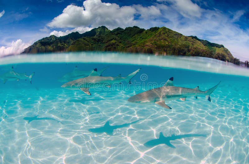 633 Tahiti Photos Libres De Droits Et Gratuites De Dreamstime