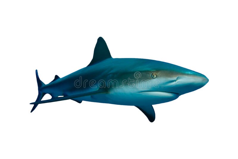Requin photo libre de droits Requin photo libre de droits
