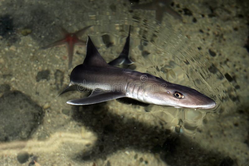 La Mer Rouge De Grand Requin Dangereux Image stock Image du environnement, aventure 81074767