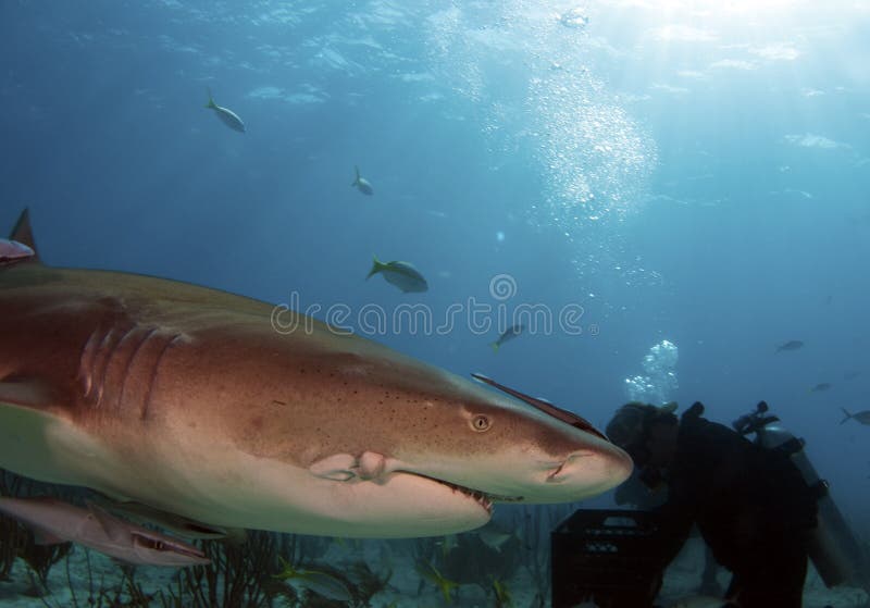 Requin blessé photos stock Requin blessé photos stock