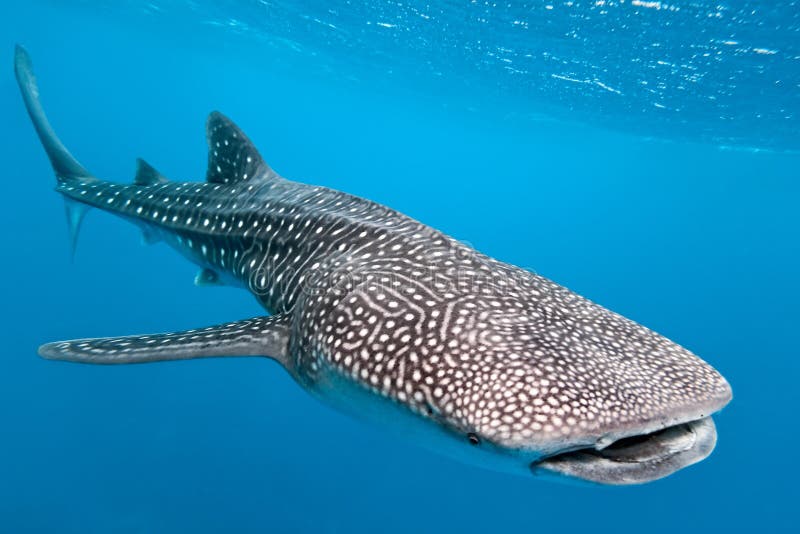 Requin de baleine photo stock. Image du bleu, océan, sous 17399326